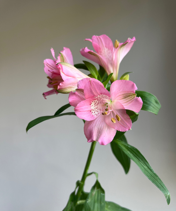 Alstroemeria Pink Bunch