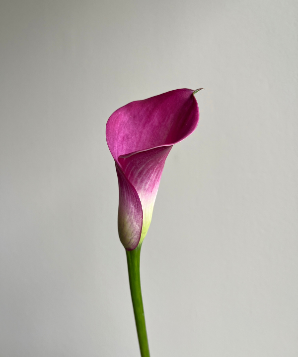 Calla Lily Mini Pink Bunch