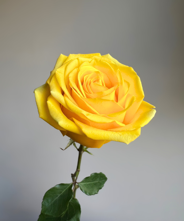 Rose Yellow Bunch