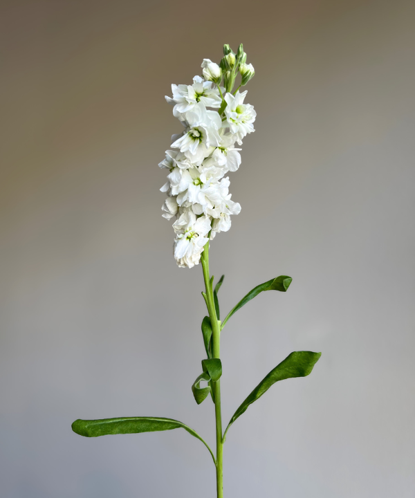 Stock White Bunch
