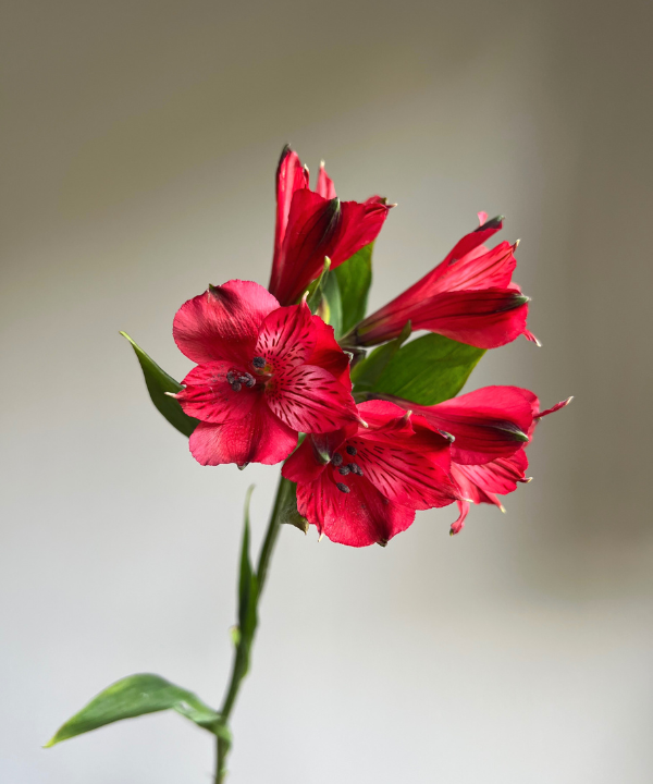 Alstroemeria Red Bunch