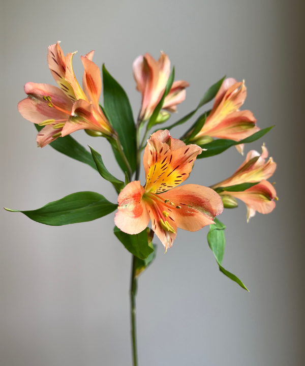 Alstroemeria Orange Bunch