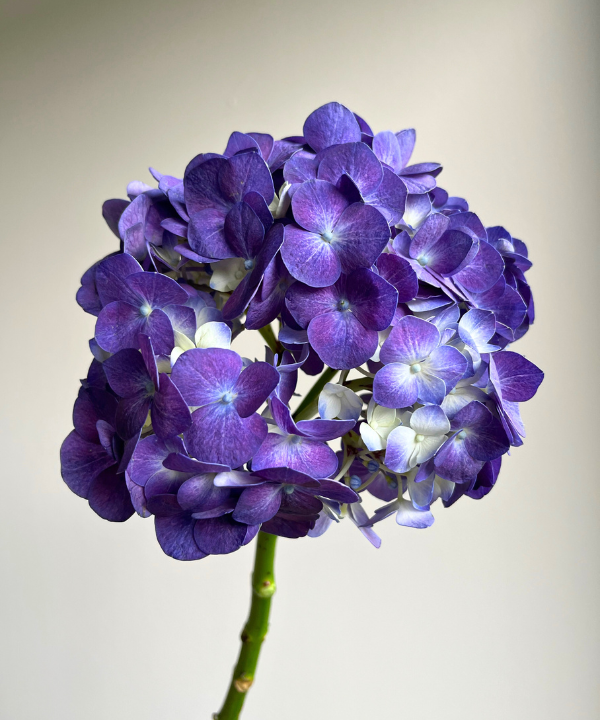 Hydrangea Purple Bunch