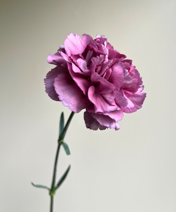 Carnations Vintage Lavender Bunch
