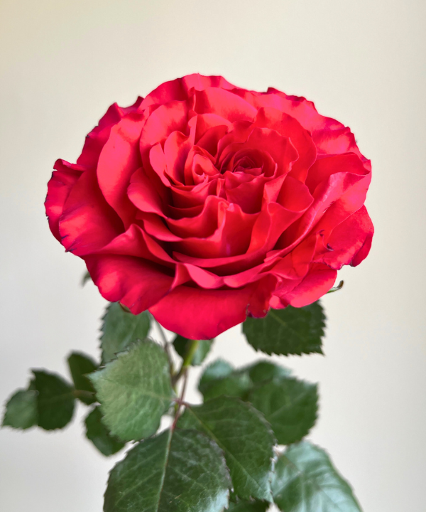 Garden Rose Hot Pink Mayra Bunch