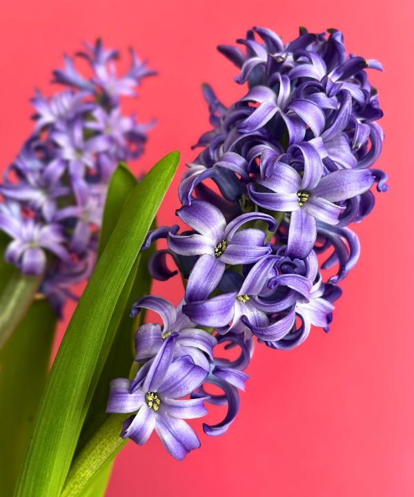 Hyacinth Blue Bunch