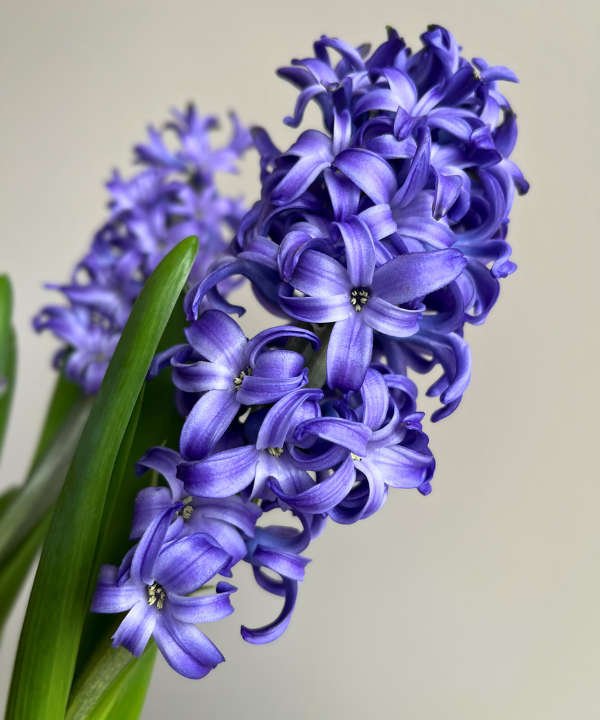 Hyacinth Blue Bunch