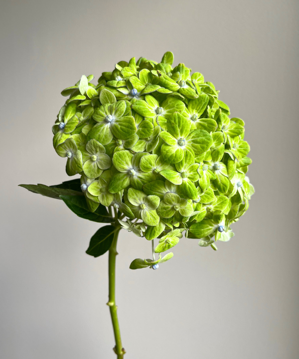 Hydrangea Emerald Green Bunch