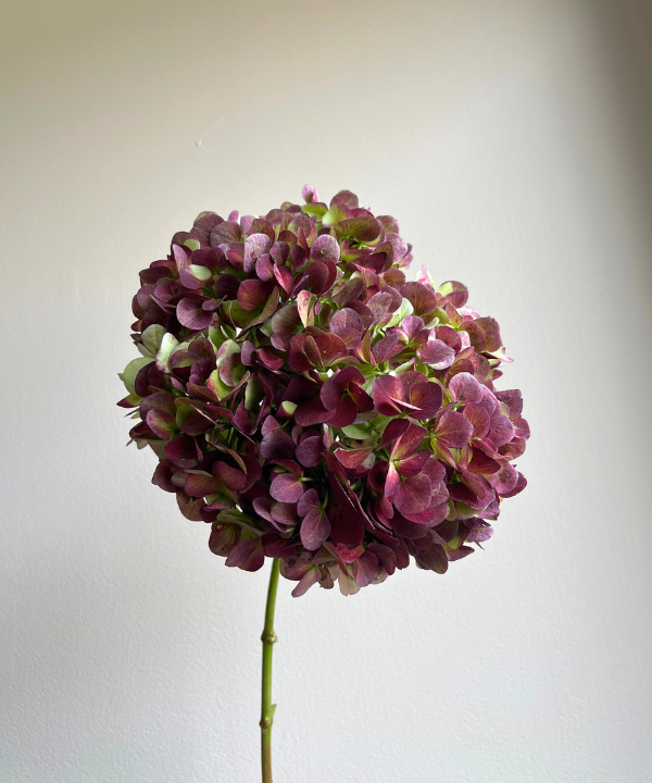 Hydrangea Antique Green Bunch