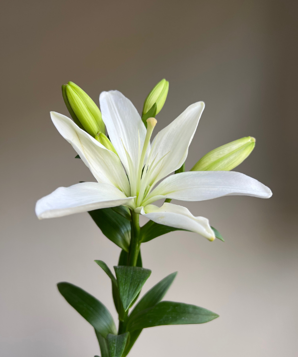 Lily Oriental White Bunch