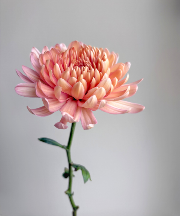 Cremone Mum Peach Bunch