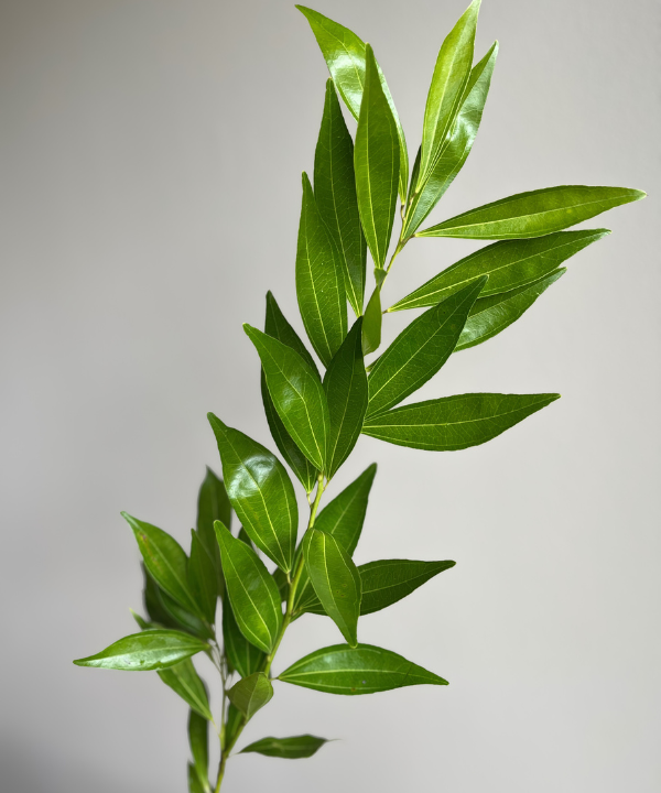 Cocculus Bunch