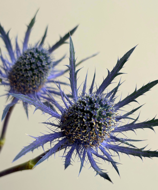 Thistle Bunch