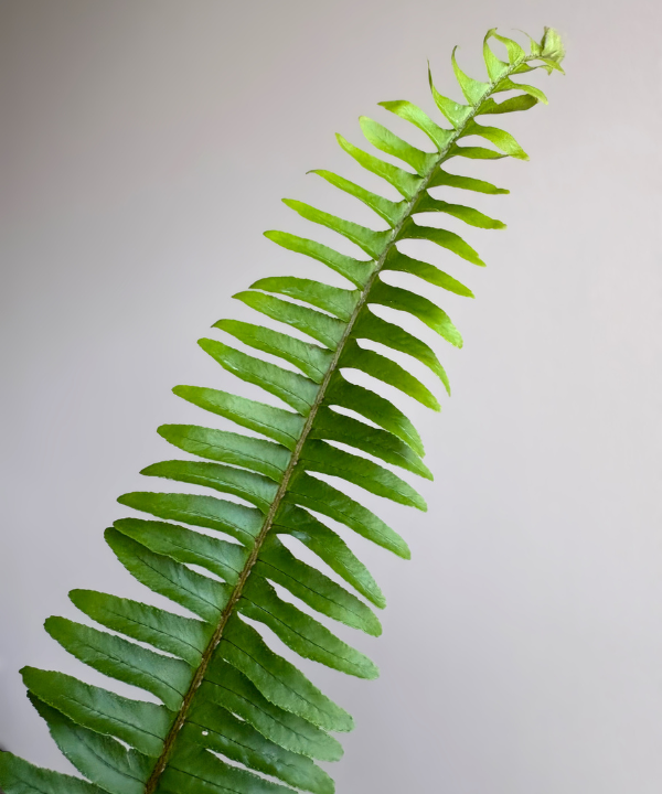 Sword Fern Bunch