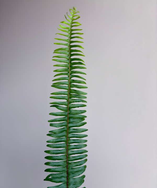 Sword Fern Bunch