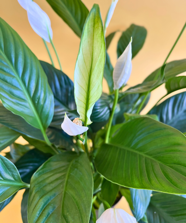 Spathiphyllum Pack