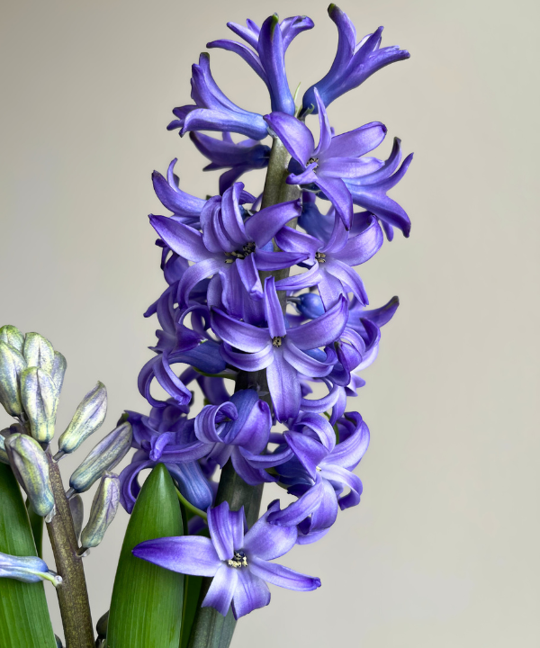 Hyacinth Blue Bunch