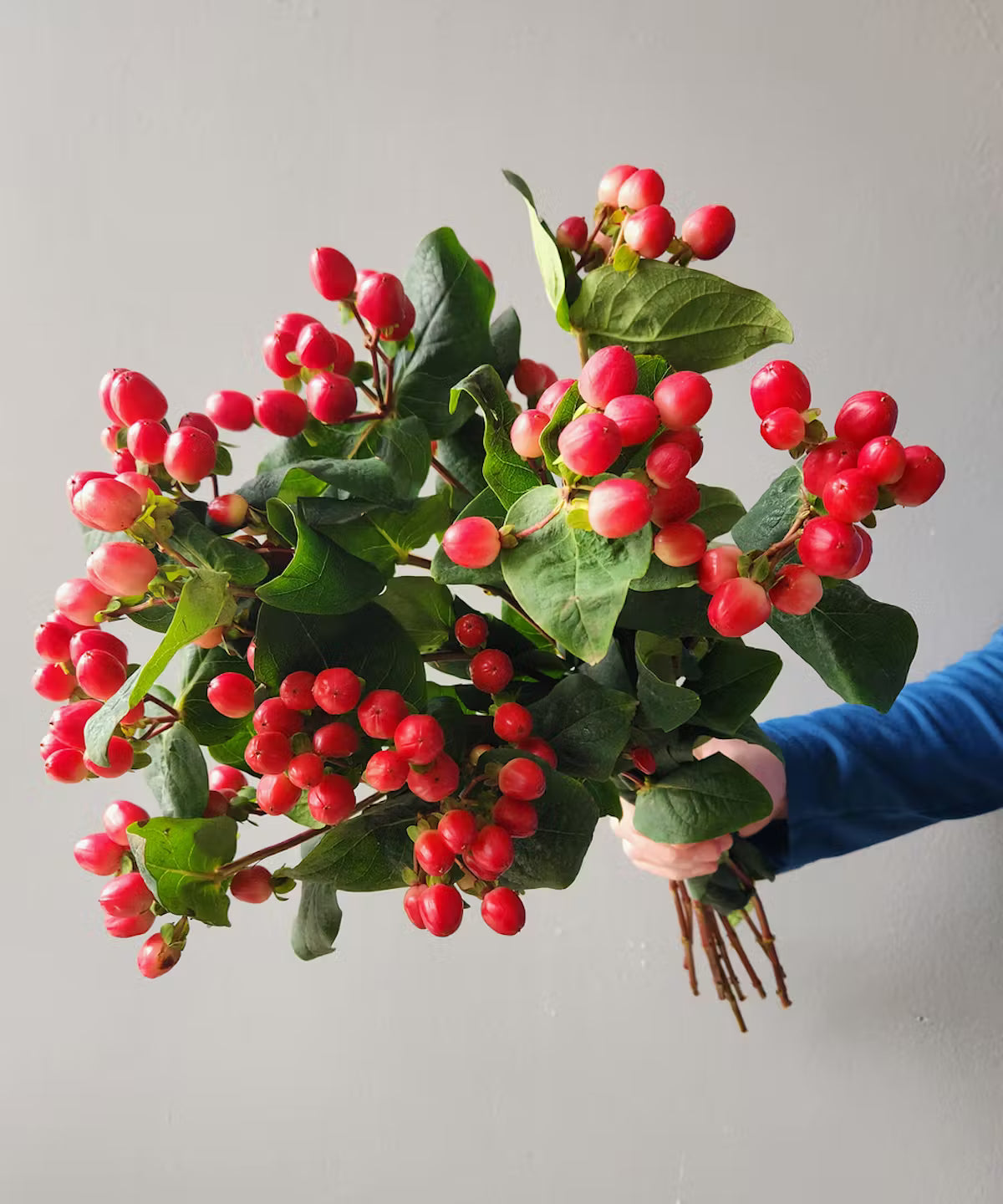 Hypericum Berries Red Bunch
