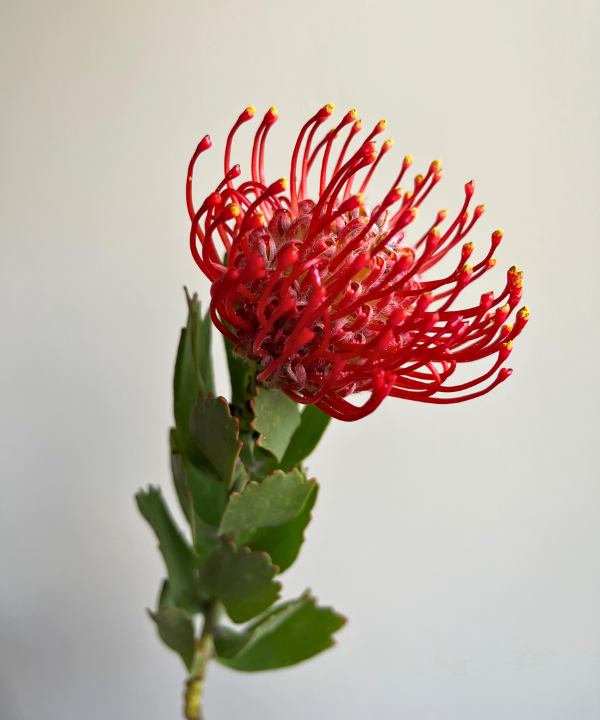 Protea Pincushion Bunch