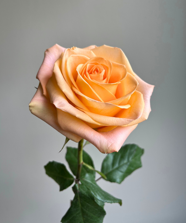Rose Peach Bunch