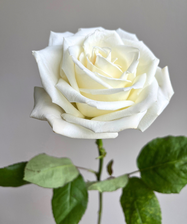 Rose White Bunch