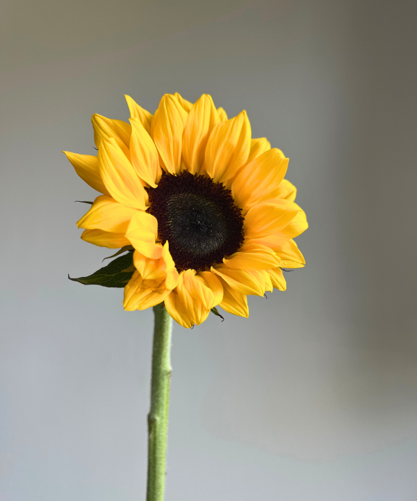Sunflower Bunch