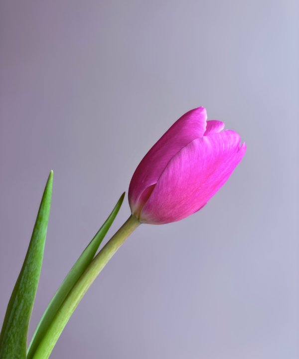 Tulip Hot Pink Bunch
