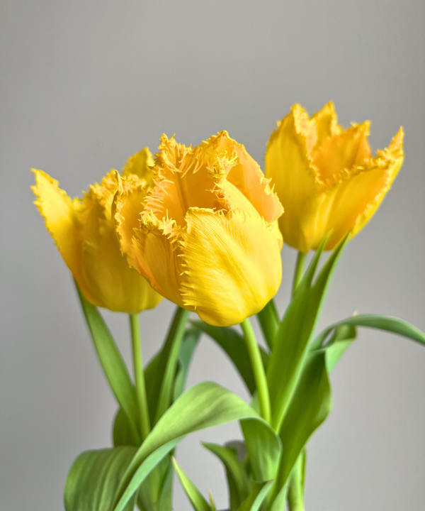 Tulip Fringe Yellow Bunch
