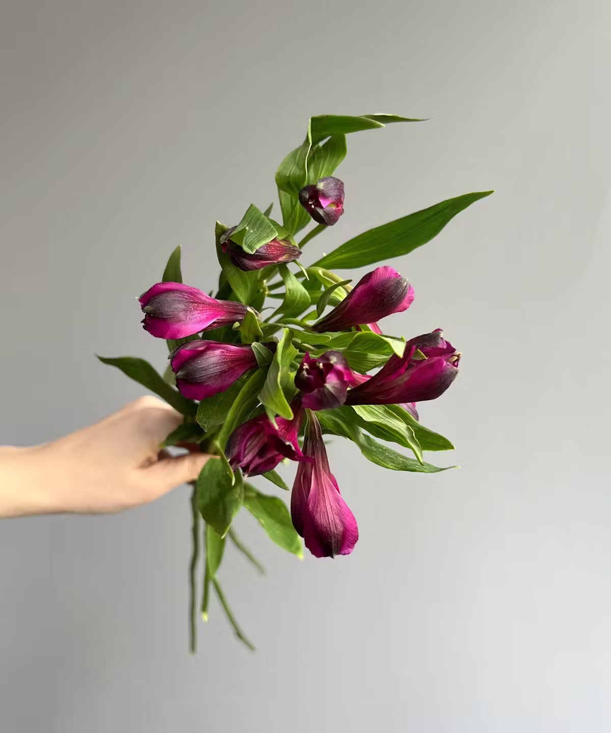 Alstroemeria Purple Bunch
