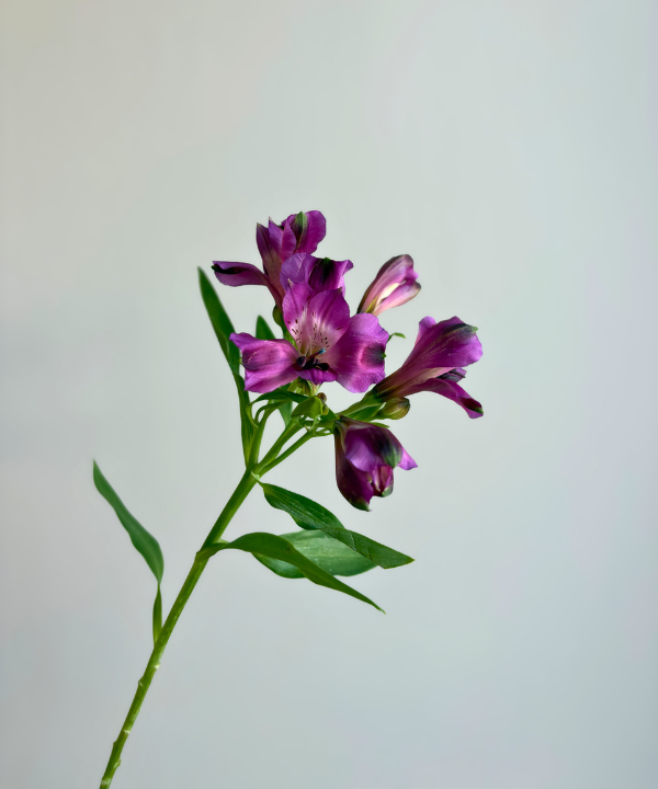 Alstroemeria Purple Bunch