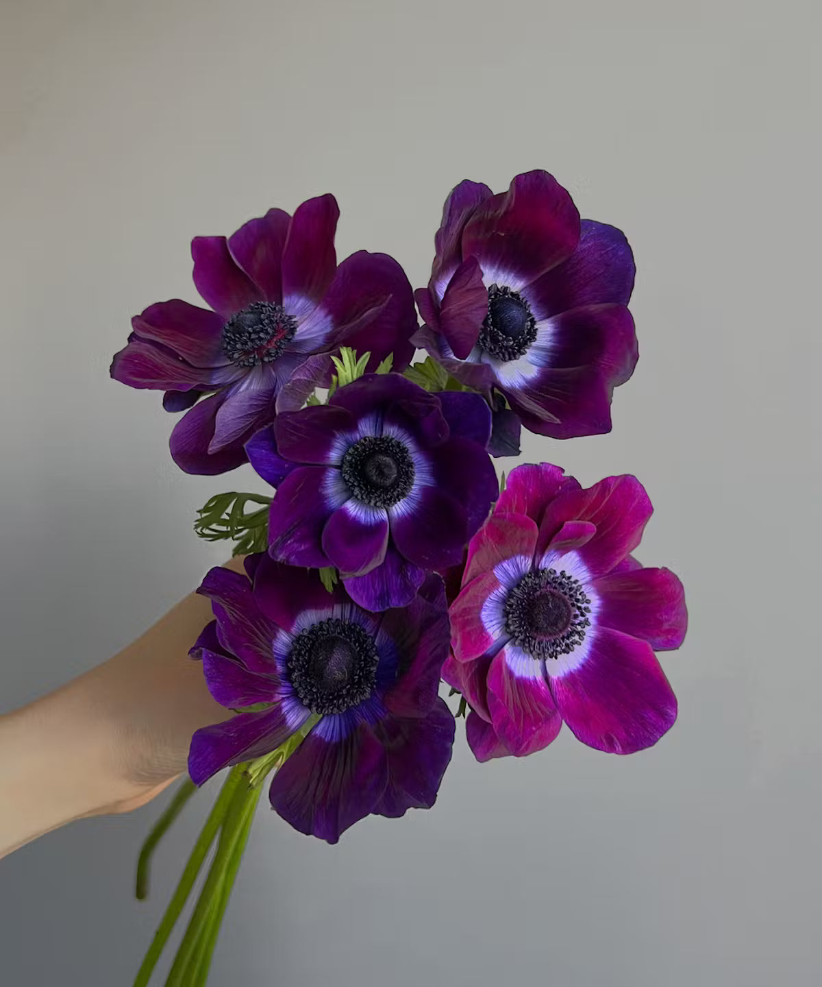 Anemone Purple Bunch