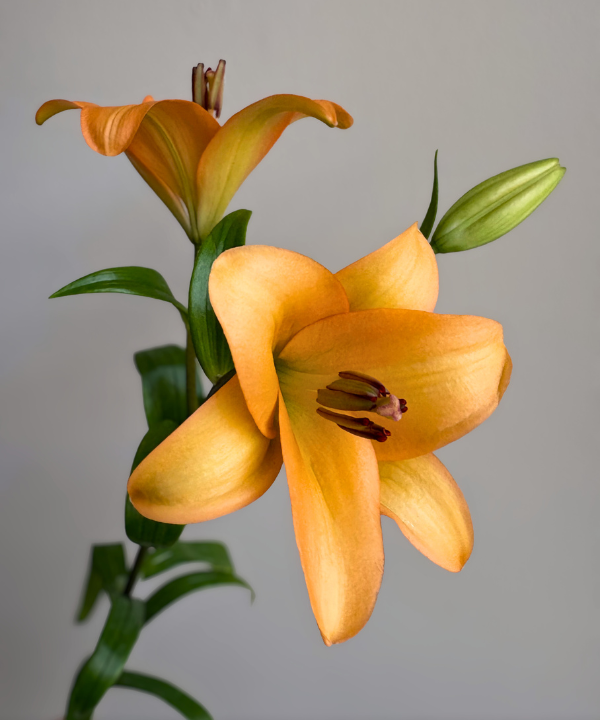 Lily Asiatic Orange Bunch