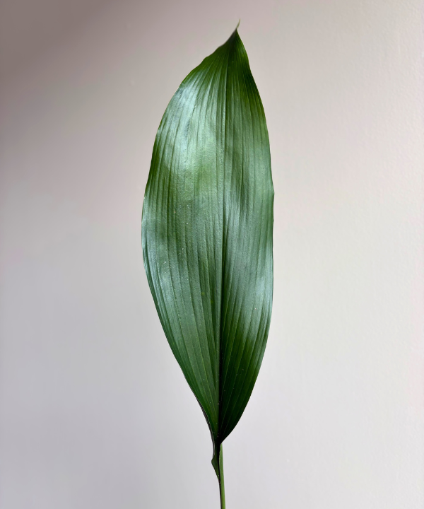Aspidistra Bunch
