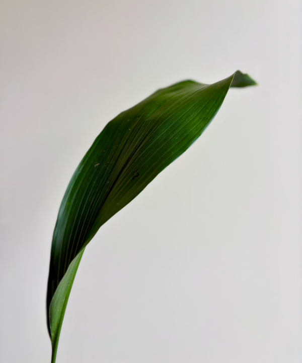 Aspidistra Bunch