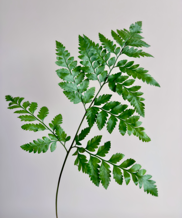 Baker Fern Bunch