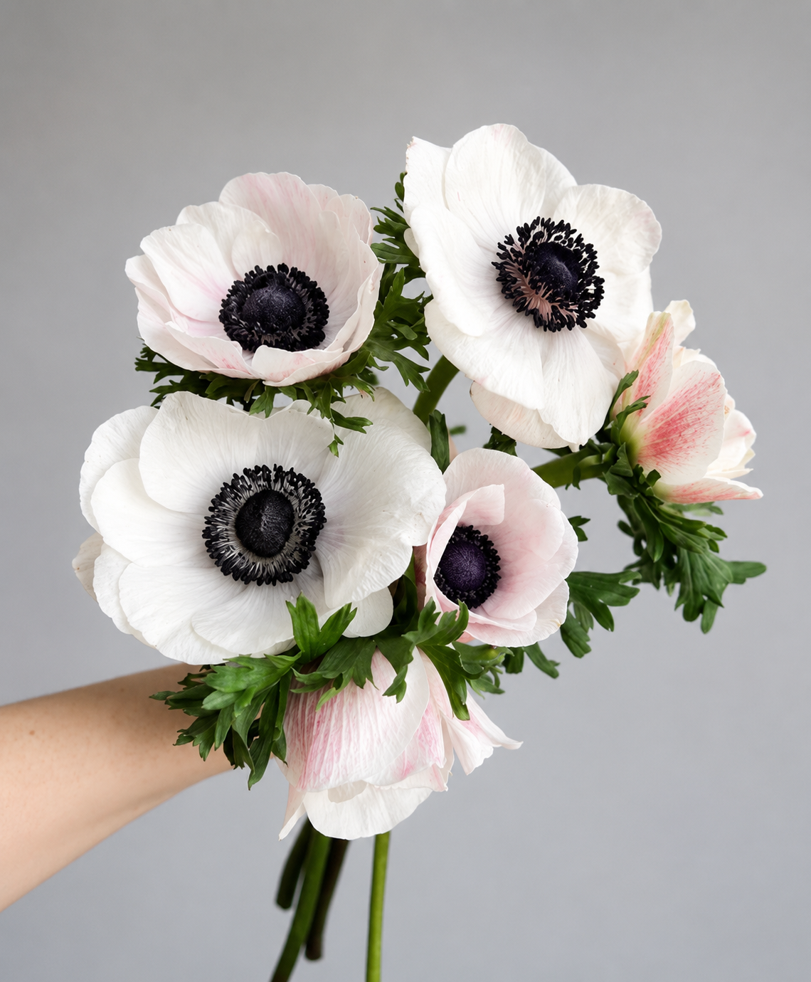 Anemone White Bunch