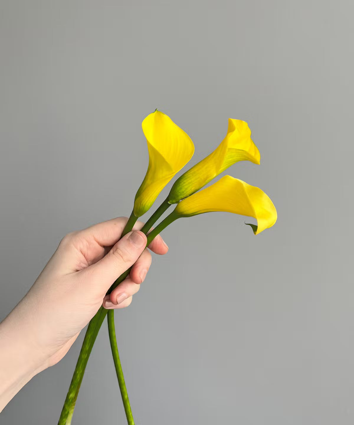 Calla Lily Mini Yellow Bunch