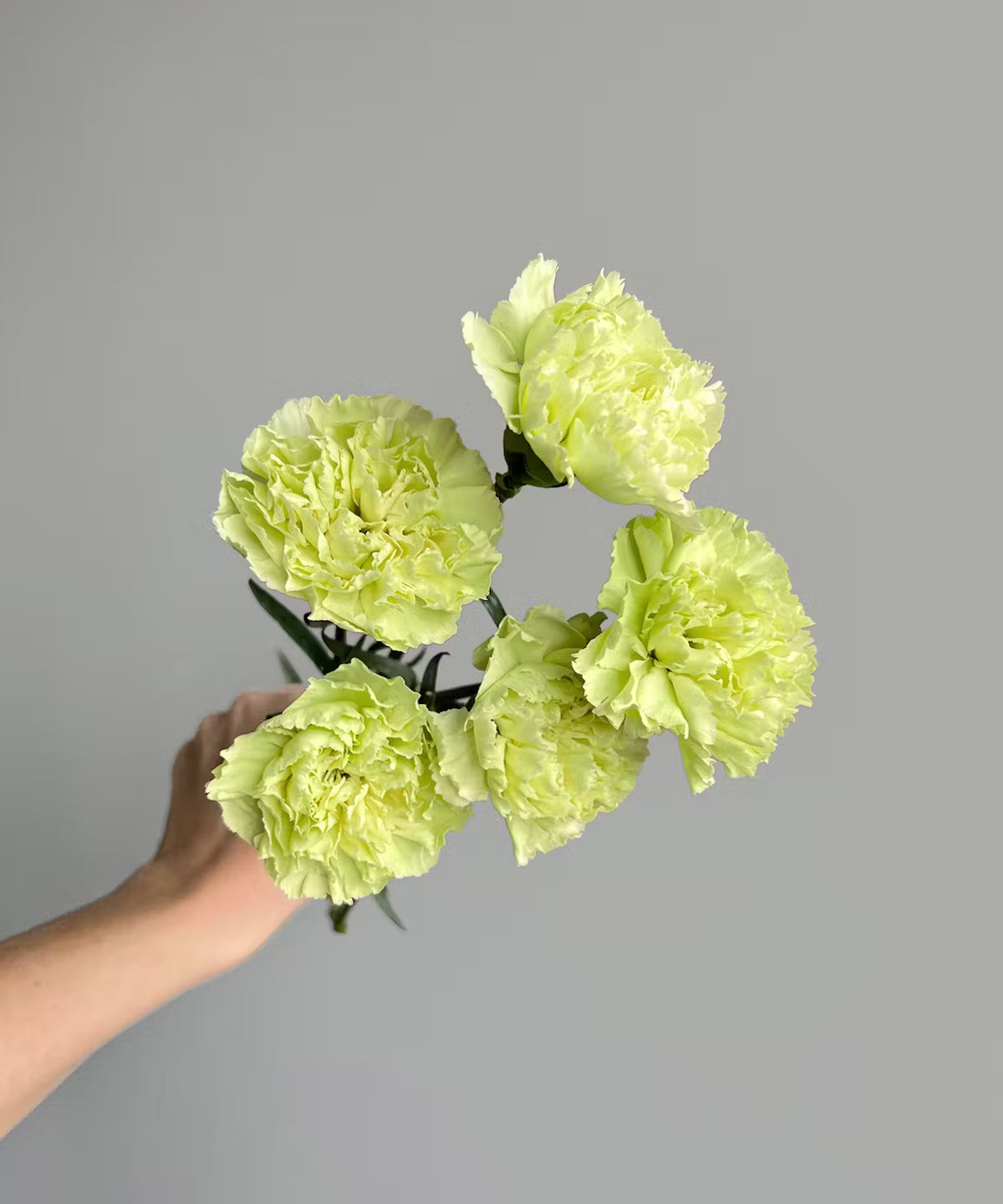 Carnations Green Bunch