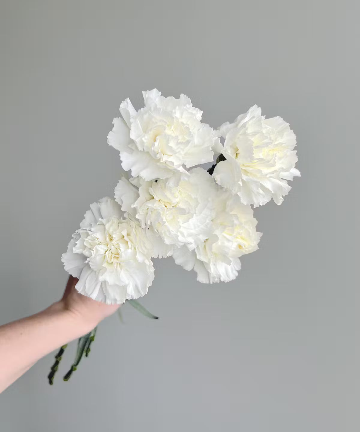 Carnations White Bunch
