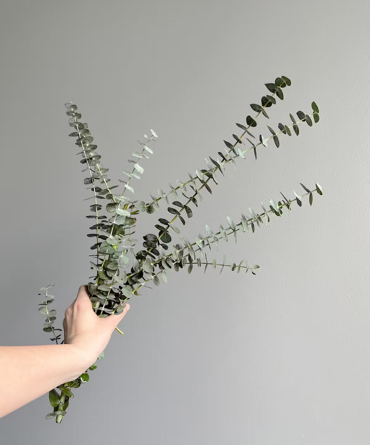 Eucalyptus Baby Blue Bunch