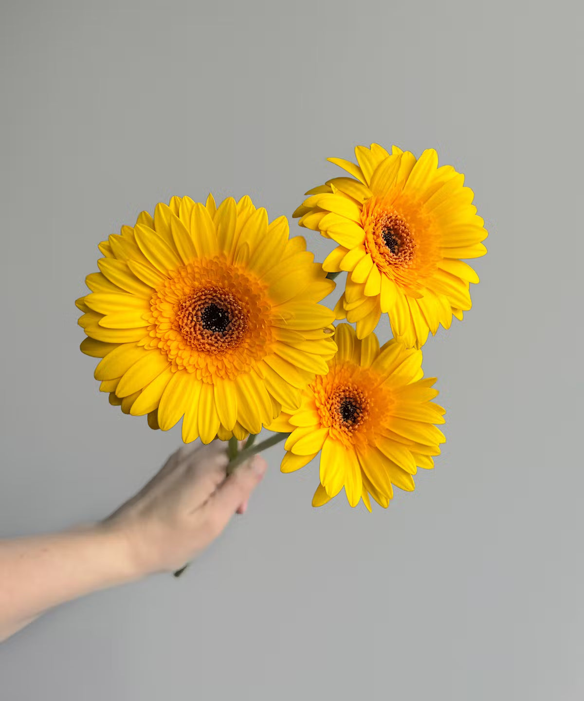Gerbera Daisy Yellow Bunch