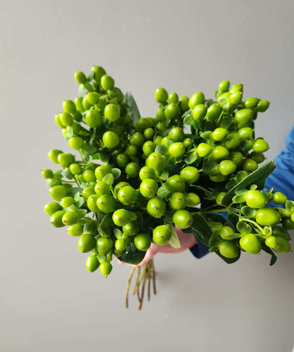 Hypericum Berries Green Bunch