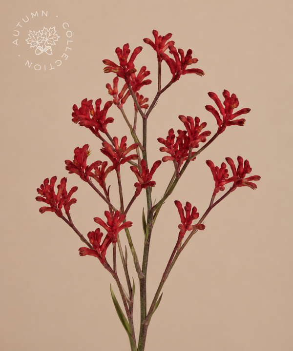 FALL Kangaroo Paw "K-Paw" Red Bunch