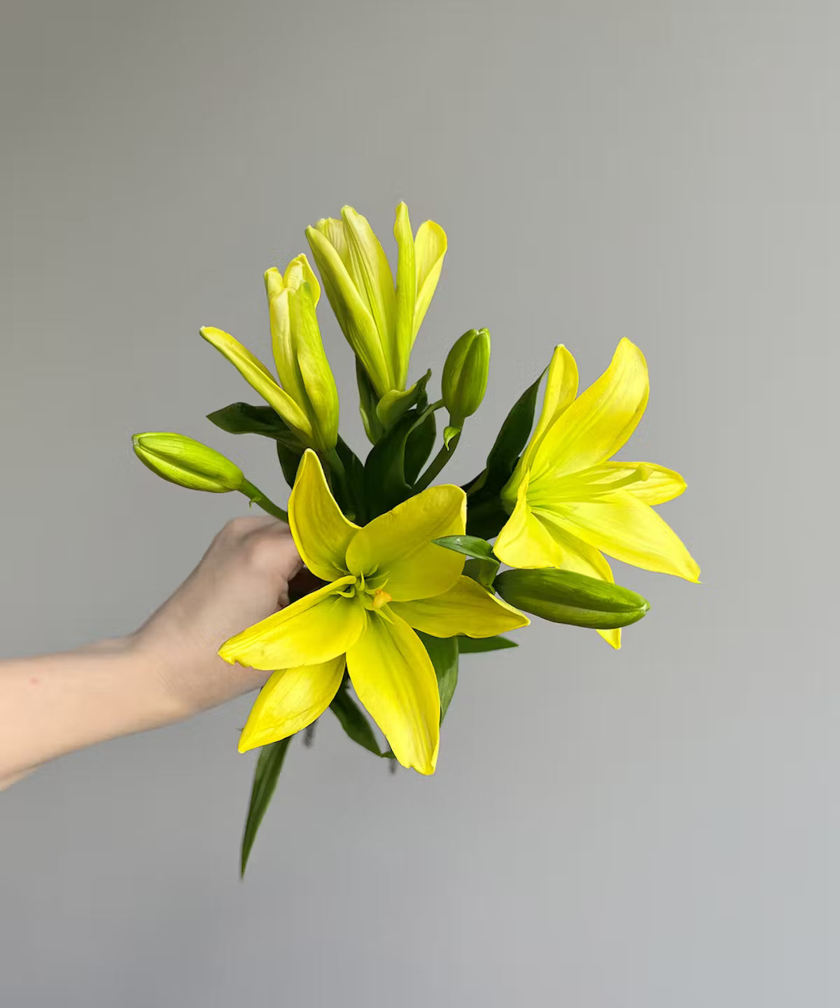 Lily Asiatic Yellow Bunch