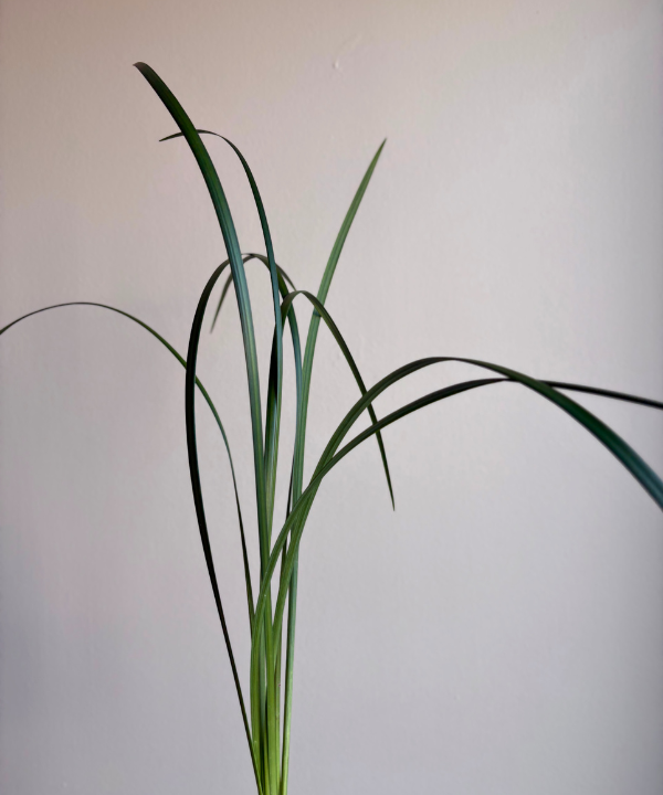 Lily Grass Bunch