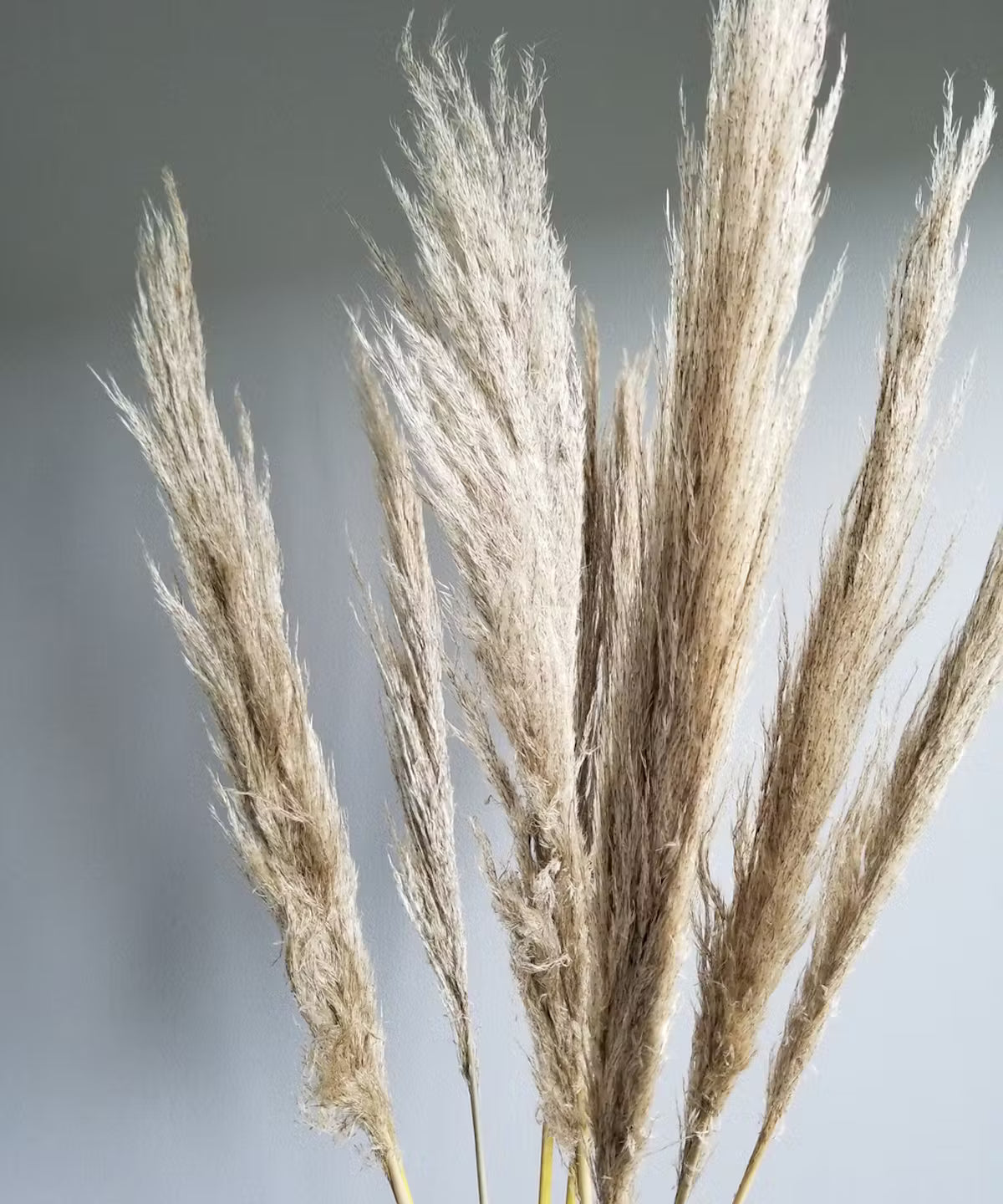 Dried Pampas Bunch