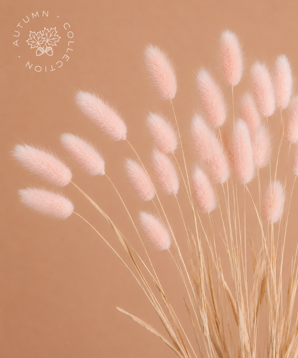FALL Dried Bunny Tails Pink/Peach Bunch