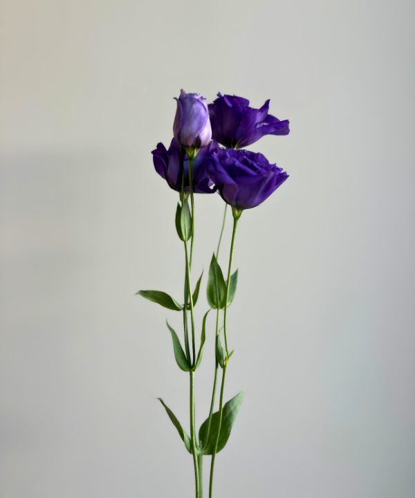 Lisianthus Purple Bunch