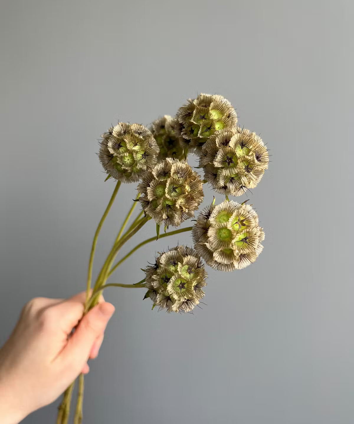 Scabiosa Pod Bunch