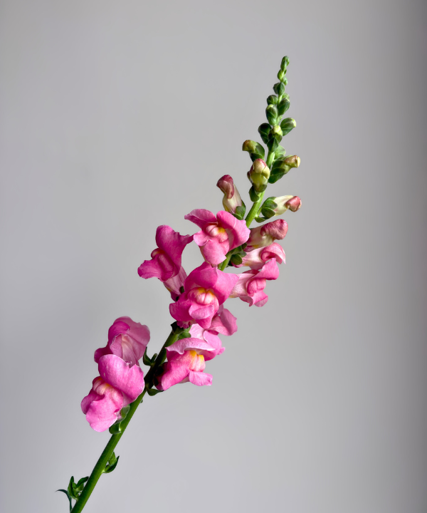 Snapdragon Pink Bunch